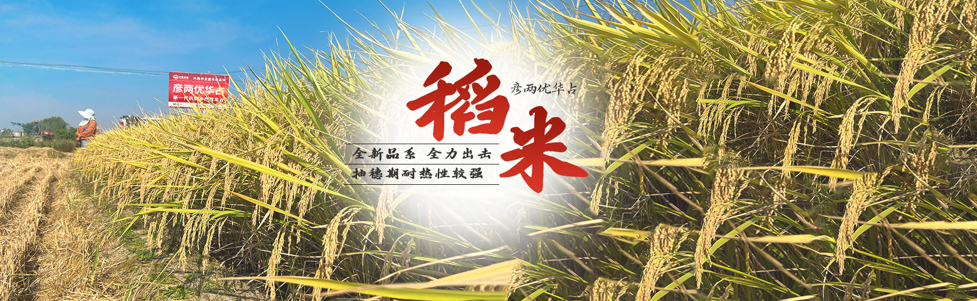 湖南k8凯发天生赢家·一触即发种业有限公司_长沙稻谷种植与销售|长沙农作物品种的选育